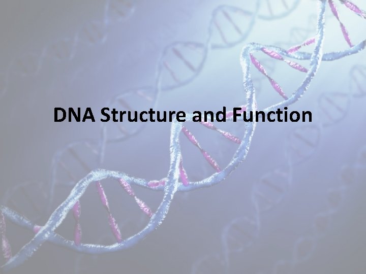 DNA Structure and Function 