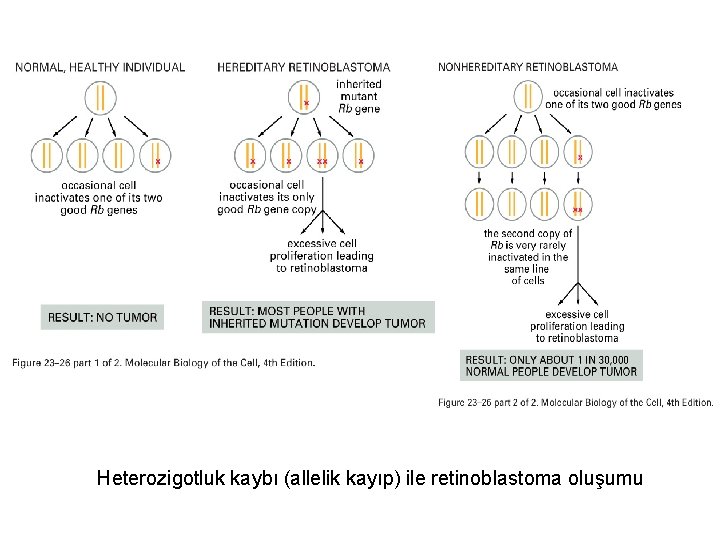 Heterozigotluk kaybı (allelik kayıp) ile retinoblastoma oluşumu 