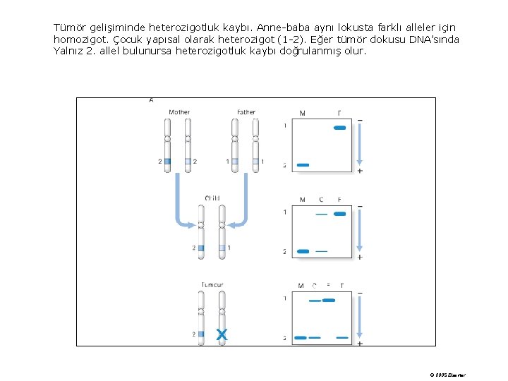 Tümör gelişiminde heterozigotluk kaybı. Anne-baba aynı lokusta farklı alleler için homozigot. Çocuk yapısal olarak