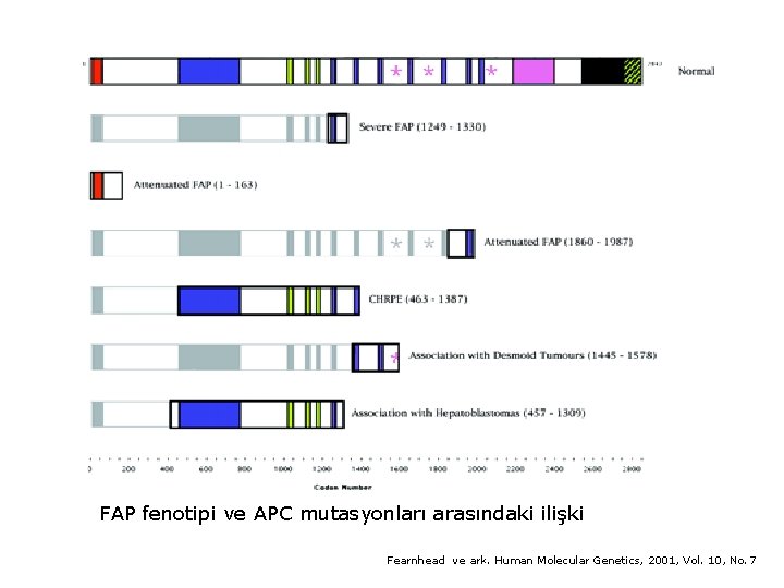 FAP fenotipi ve APC mutasyonları arasındaki ilişki Fearnhead ve ark. Human Molecular Genetics, 2001,