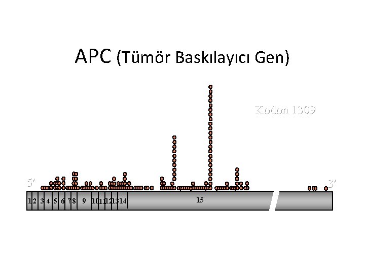 APC (Tümör Baskılayıcı Gen) Kodon 1309 5' 1 2 3 4 5 6 7 APC (Tümör Baskılayıcı Gen) Kodon 1309 5' 1 2 3 4 5 6 7