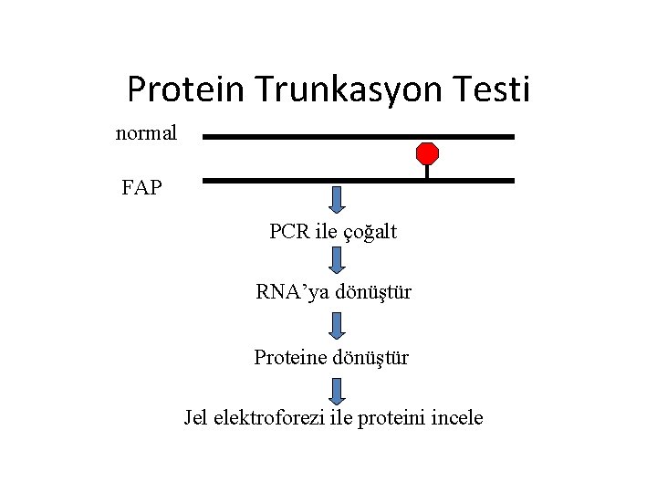 Protein Trunkasyon Testi normal FAP PCR ile çoğalt RNA’ya dönüştür Proteine dönüştür Jel elektroforezi