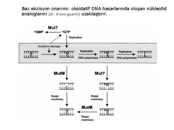 Baz ekzisyon onarımı: oksidatif DNA hasarlarında oluşan nükleotid analoglarını (ör. 8 -oxo guanin) uzaklaştırır.