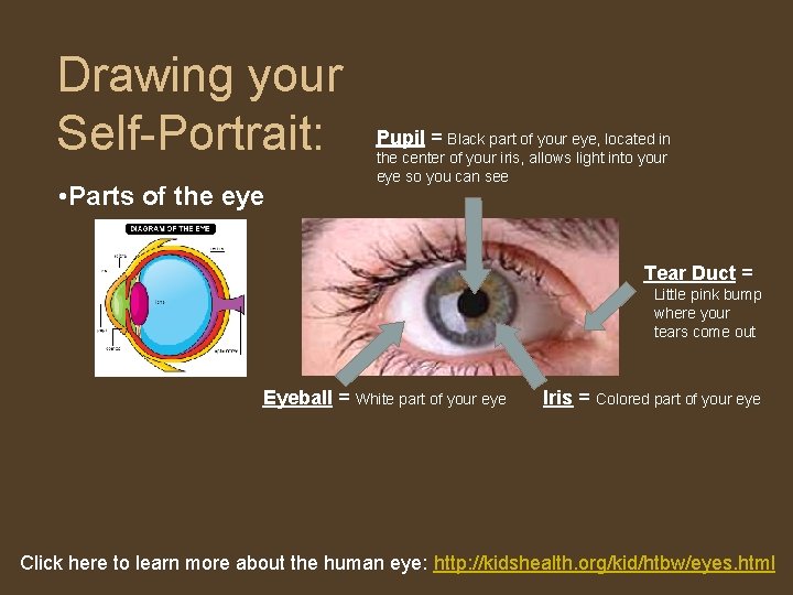 Drawing your Self-Portrait: • Parts of the eye Pupil = Black part of your
