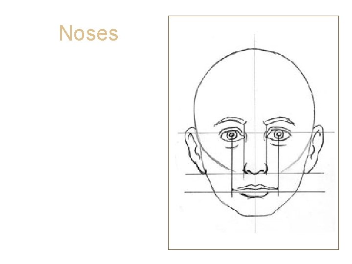 Noses • The edges of your nose fall under the inside corners of your