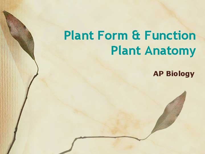 Plant Form & Function Plant Anatomy AP Biology 