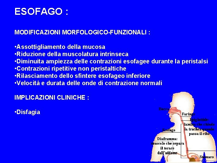 ESOFAGO : MODIFICAZIONI MORFOLOGICO-FUNZIONALI : • Assottigliamento della mucosa • Riduzione della muscolatura intrinseca