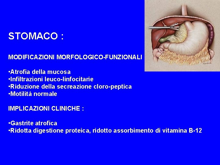 STOMACO : MODIFICAZIONI MORFOLOGICO-FUNZIONALI : • Atrofia della mucosa • Infiltrazioni leuco-linfocitarie • Riduzione