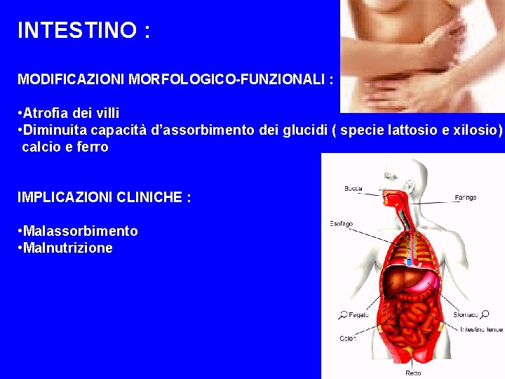 INTESTINO : MODIFICAZIONI MORFOLOGICO-FUNZIONALI : • Atrofia dei villi • Diminuita capacità d’assorbimento dei