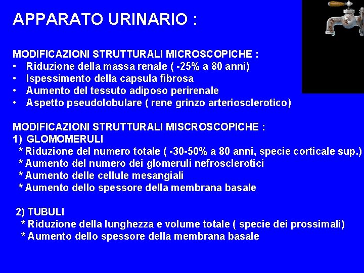 APPARATO URINARIO : MODIFICAZIONI STRUTTURALI MICROSCOPICHE : • Riduzione della massa renale ( -25%