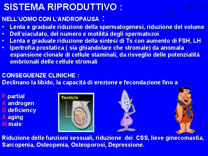 SISTEMA RIPRODUTTIVO : NELL’UOMO CON L’ANDROPAUSA : • • Lenta e graduale riduzione della