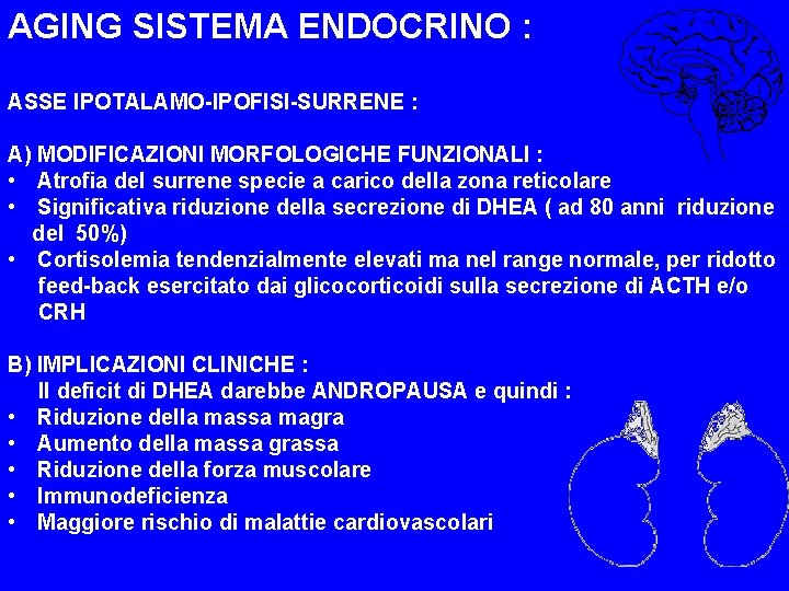 AGING SISTEMA ENDOCRINO : ASSE IPOTALAMO-IPOFISI-SURRENE : A) MODIFICAZIONI MORFOLOGICHE FUNZIONALI : • Atrofia