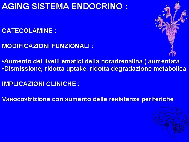 AGING SISTEMA ENDOCRINO : CATECOLAMINE : MODIFICAZIONI FUNZIONALI : • Aumento dei livelli ematici