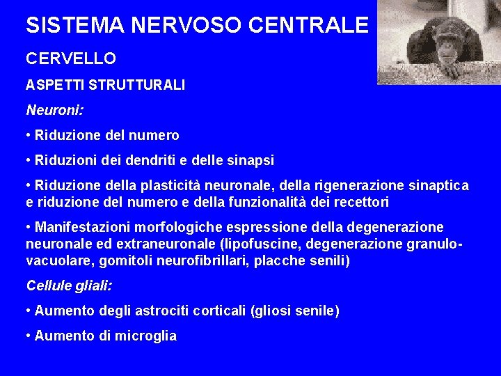 SISTEMA NERVOSO CENTRALE CERVELLO ASPETTI STRUTTURALI Neuroni: • Riduzione del numero • Riduzioni dendriti