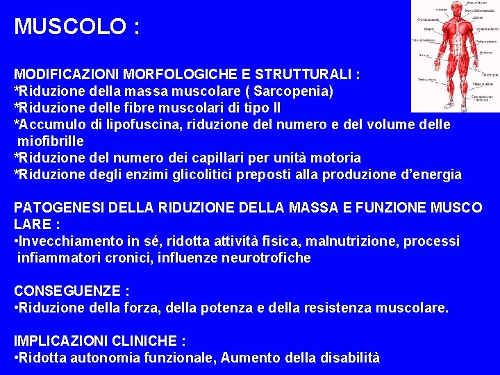 MUSCOLO : MODIFICAZIONI MORFOLOGICHE E STRUTTURALI : *Riduzione della massa muscolare ( Sarcopenia) *Riduzione