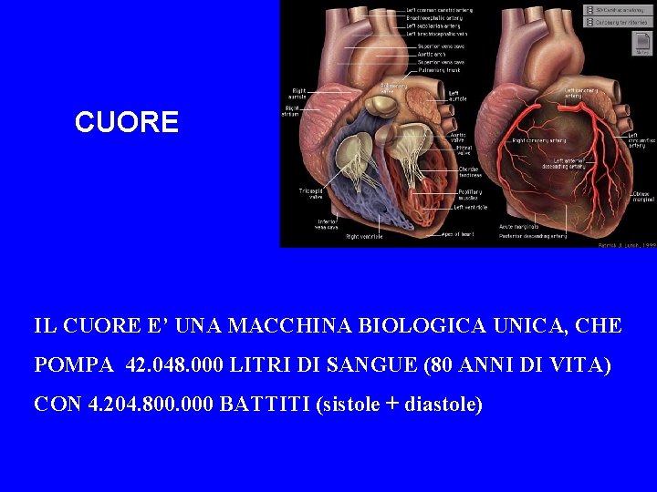 CUORE IL CUORE E’ UNA MACCHINA BIOLOGICA UNICA, CHE POMPA 42. 048. 000 LITRI