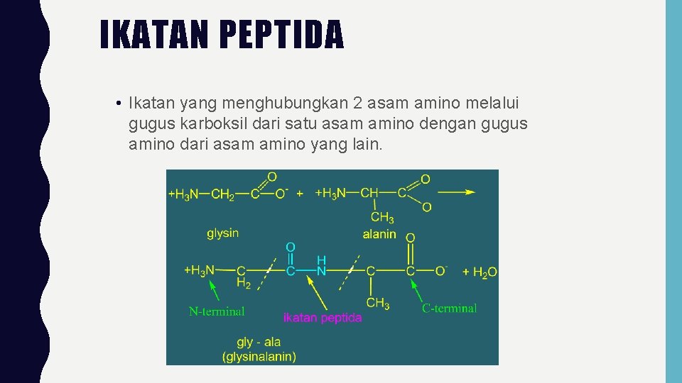 IKATAN PEPTIDA • Ikatan yang menghubungkan 2 asam amino melalui gugus karboksil dari satu