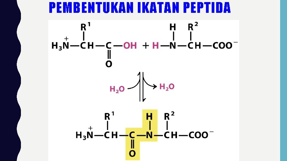 PEMBENTUKAN IKATAN PEPTIDA 