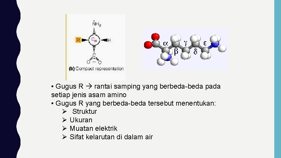 • Gugus R rantai samping yang berbeda-beda pada setiap jenis asam amino •