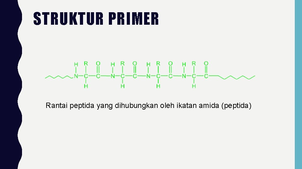 STRUKTUR PRIMER Rantai peptida yang dihubungkan oleh ikatan amida (peptida) 
