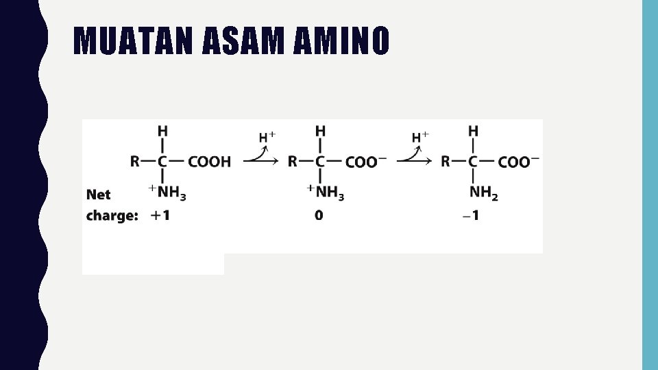 MUATAN ASAM AMINO 