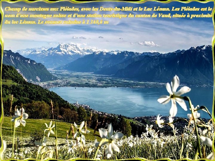 Champ de narcisses aux Pléiades, avec les Dents-du-Midi et le Lac Léman. Les Pléiades