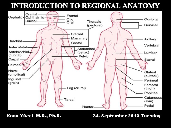 INTRODUCTION TO REGIONAL ANATOMY Kaan Yücel M. D. , Ph. D. 24. September 2013