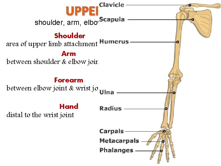 UPPER LIMB shoulder, arm, elbow, forearm, wrist, and hand Shoulder area of upper limb