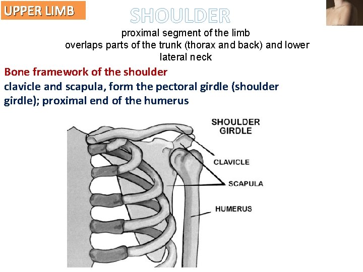 UPPER LIMB SHOULDER proximal segment of the limb overlaps parts of the trunk (thorax