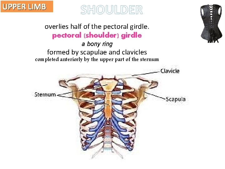 UPPER LIMB SHOULDER overlies half of the pectoral girdle. pectoral (shoulder) girdle a bony