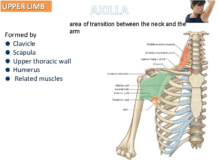 UPPER LIMB AXILLA area of transition between the neck and the arm Formed by