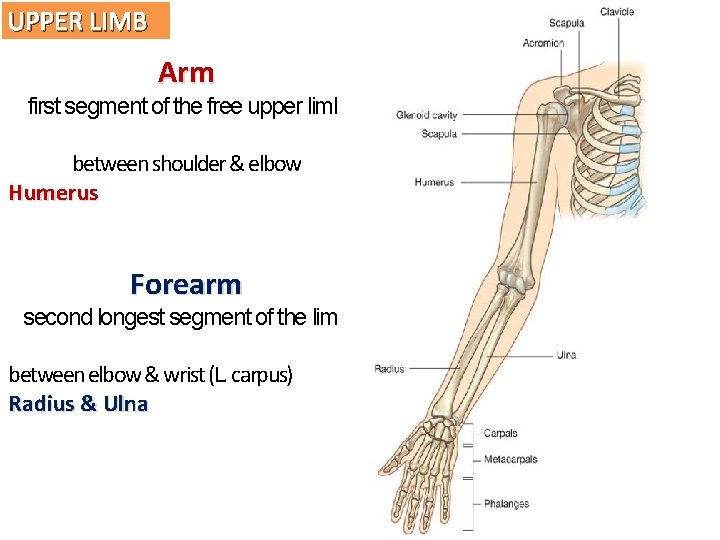 UPPER LIMB Arm first segment of the free upper limb between shoulder & elbow
