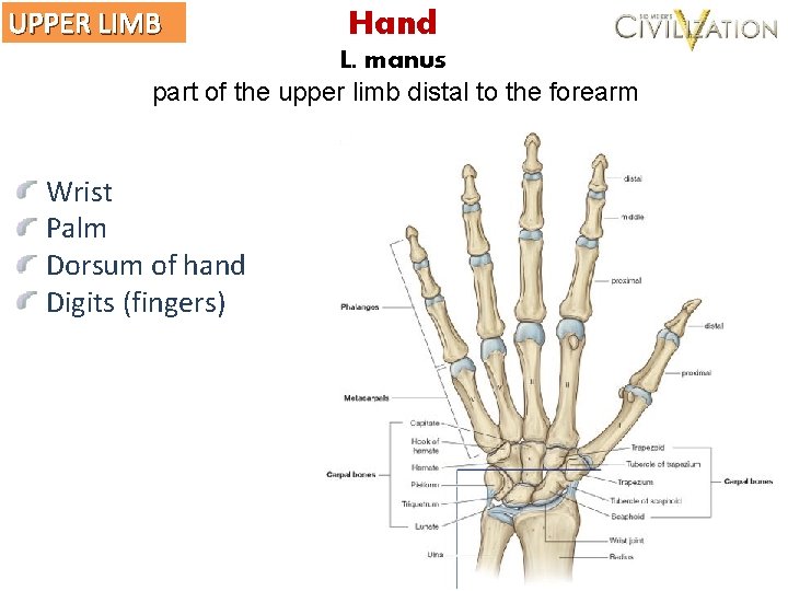UPPER LIMB Hand L. manus part of the upper limb distal to the forearm