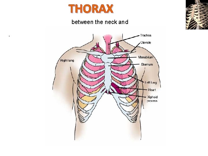 THORAX. between the neck and abdomen 