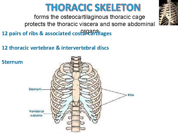THORACIC SKELETON forms the osteocartilaginous thoracic cage protects the thoracic viscera and some abdominal