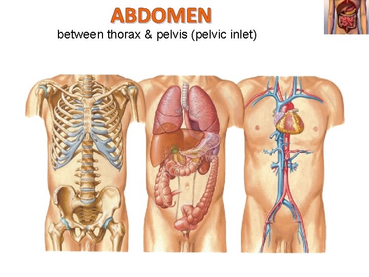 ABDOMEN between thorax & pelvis (pelvic inlet) organs of the alimentary system and part