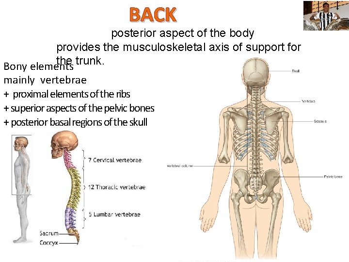 BACK posterior aspect of the body provides the musculoskeletal axis of support for the