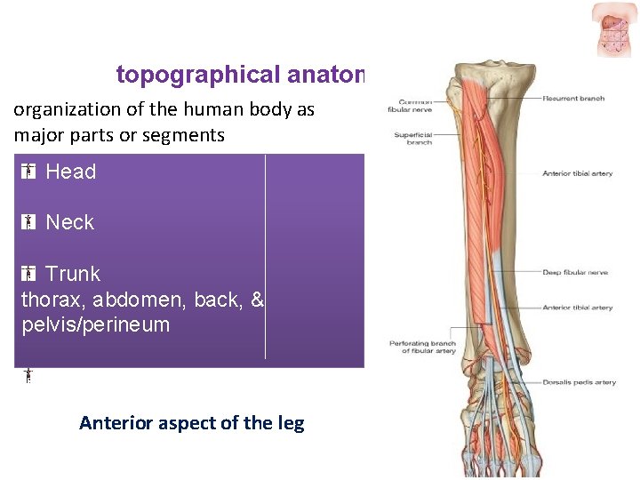 topographical anatomy organization of the human body as major parts or segments Head Neck