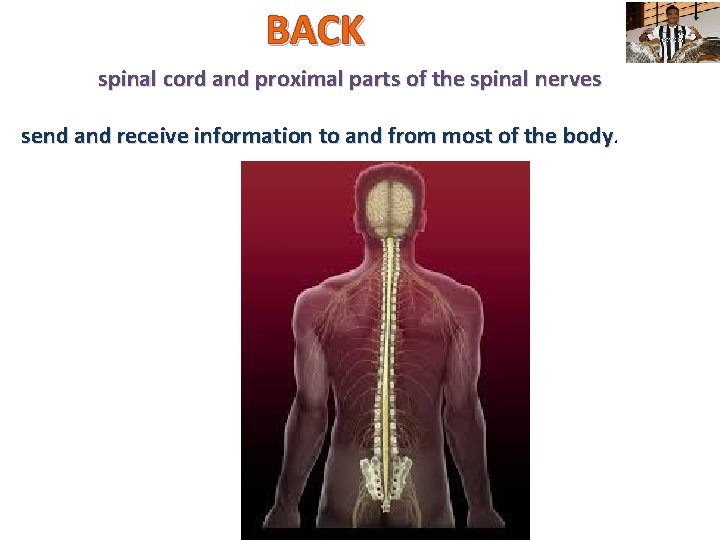 BACK spinal cord and proximal parts of the spinal nerves send and receive information