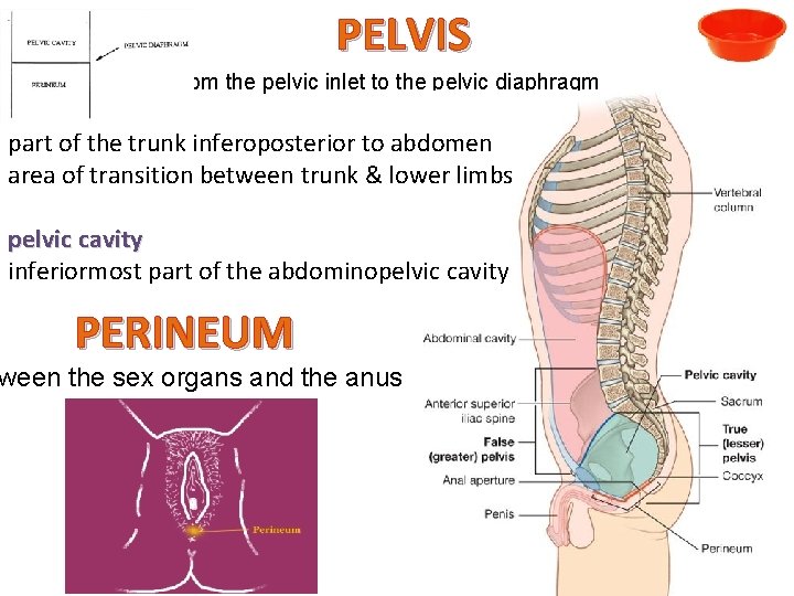PELVIS from the pelvic inlet to the pelvic diaphragm part of the trunk inferoposterior