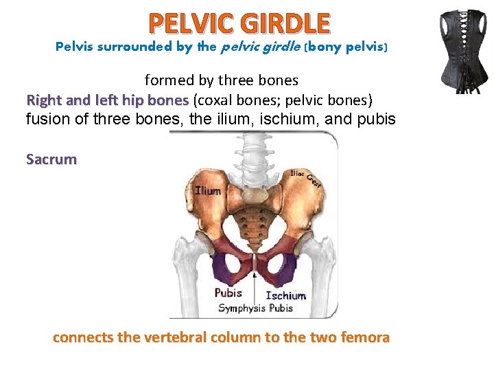 PELVIC GIRDLE Pelvis surrounded by the pelvic girdle (bony pelvis) formed by three bones