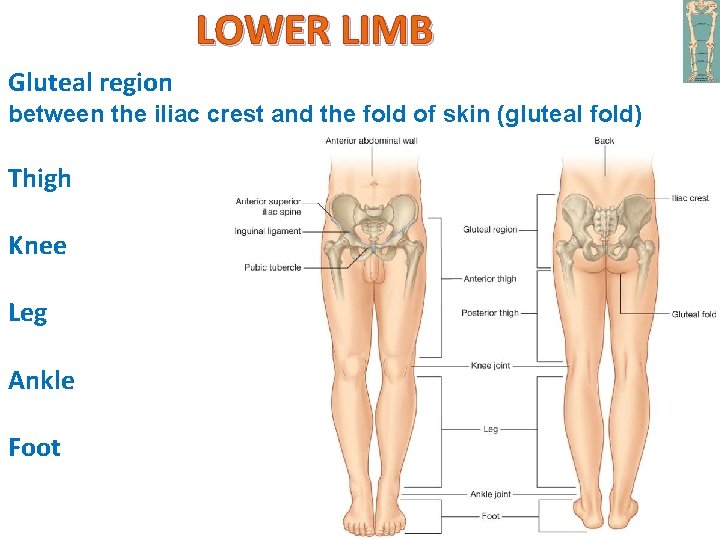 LOWER LIMB Gluteal region between the iliac crest and the fold of skin (gluteal