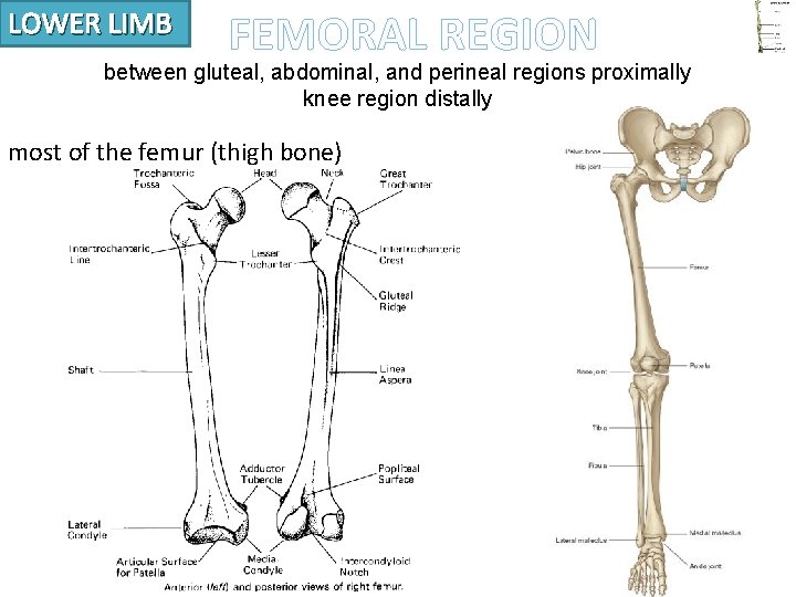 LOWER LIMB FEMORAL REGION between gluteal, abdominal, and perineal regions proximally knee region distally