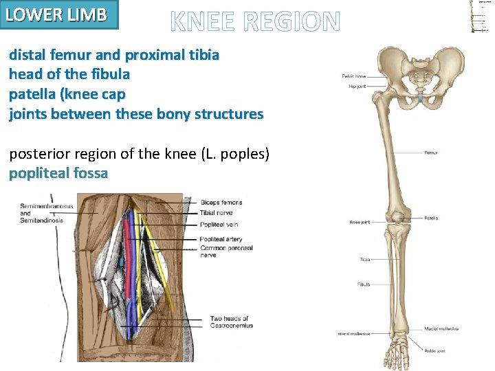 LOWER LIMB KNEE REGION distal femur and proximal tibia head of the fibula patella