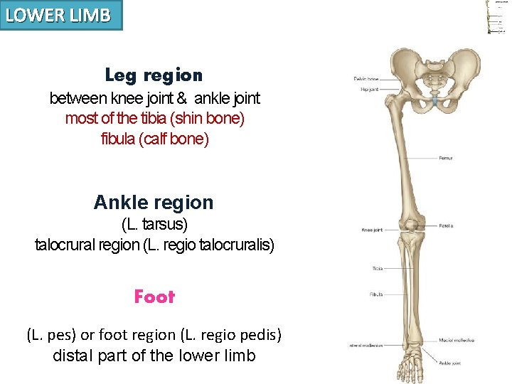 LOWER LIMB Leg region between knee joint & ankle joint most of the tibia