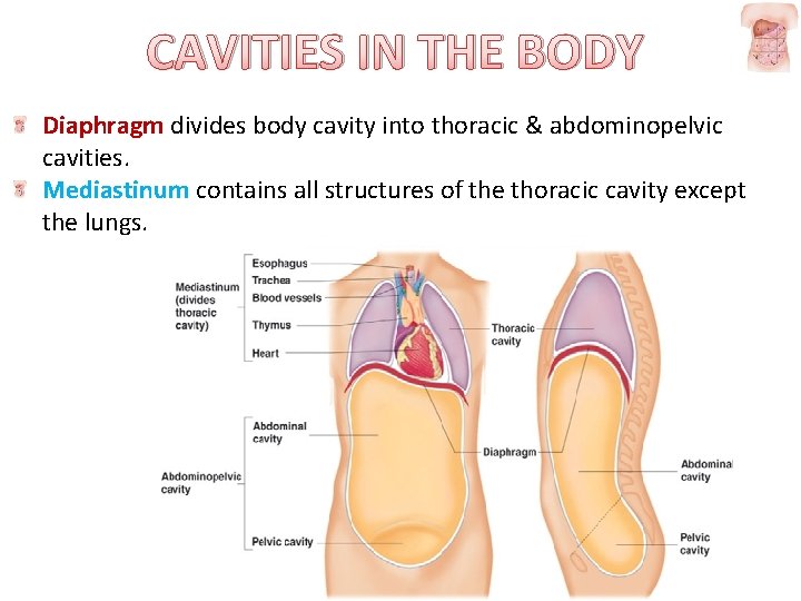 CAVITIES IN THE BODY Diaphragm divides body cavity into thoracic & abdominopelvic cavities. Mediastinum