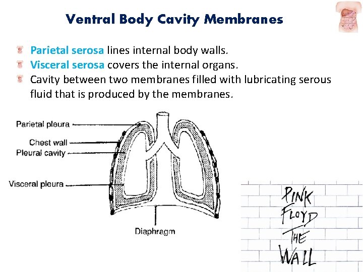 Ventral Body Cavity Membranes Parietal serosa lines internal body walls. Visceral serosa covers the