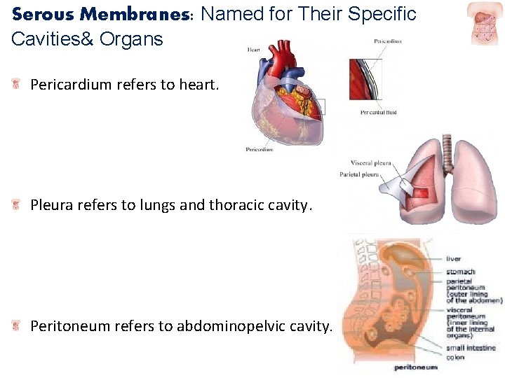 Serous Membranes: Named for Their Specific Cavities& Organs Pericardium refers to heart. Pleura refers