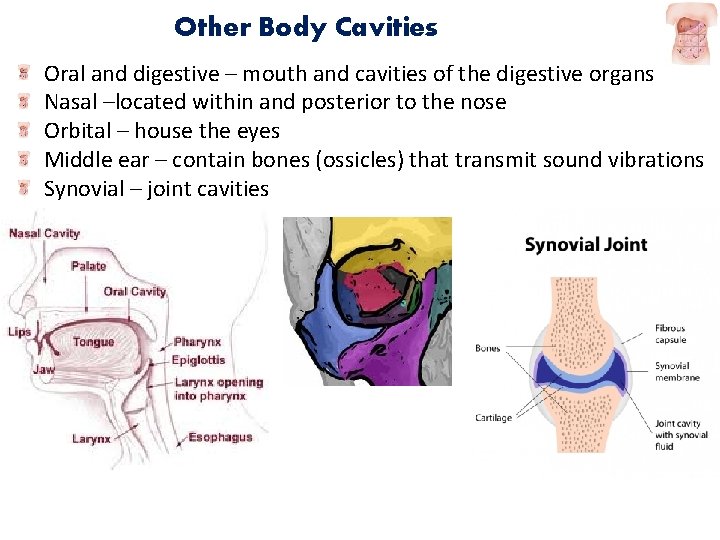Other Body Cavities Oral and digestive – mouth and cavities of the digestive organs