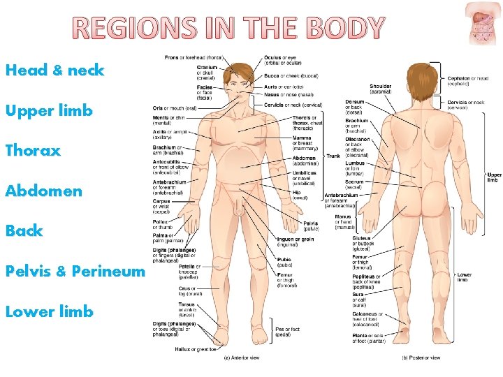 REGIONS IN THE BODY Head & neck Upper limb Thorax Abdomen Back Pelvis &